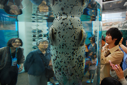 京都水族館が混雑する日と時間帯！状況知る。年末年始どう？