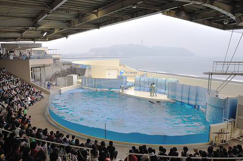 新江ノ島水族館 割引チケットある？デートプランおすすめランチ