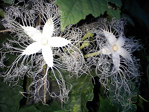 カラスウリの花の花言葉と開花時間。雌雄異株ってなんだ？