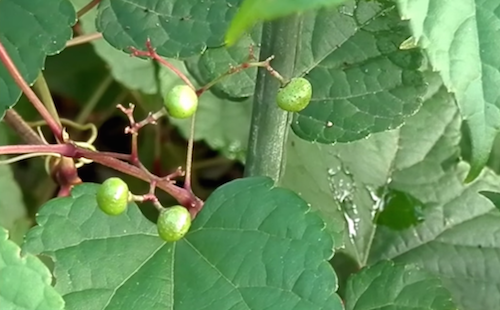 馬ぶどうの効果効能。体に効く！お茶の作り方。