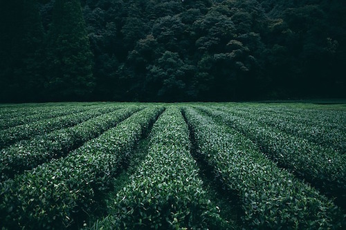 お茶