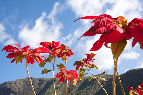 poinsettia