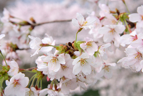 遅咲き桜の名所ココ！大阪,京都はどこで？東京や神奈川は？