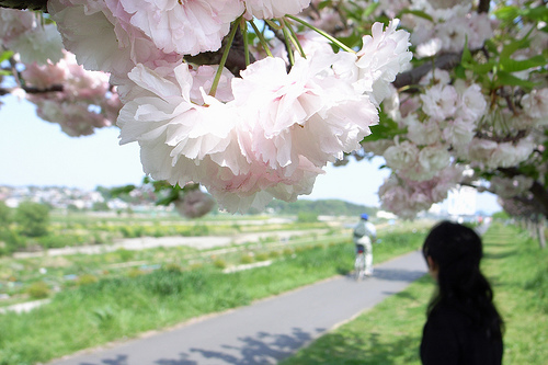 八重桜の名所は東京都内だとどこがオススメ？