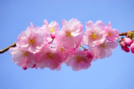 八重桜の魅力