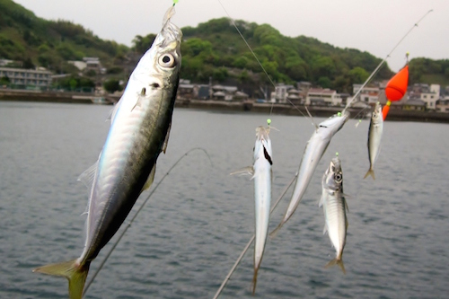 釣れる！サビキ仕掛けの作り方 ー 自作できる？結び方のコツ