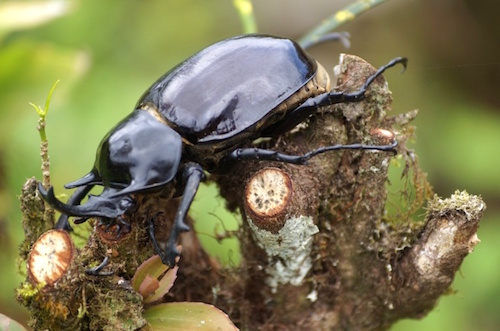 カブトムシのエサに砂糖水はダメ!?手作りゼリーの作り方。