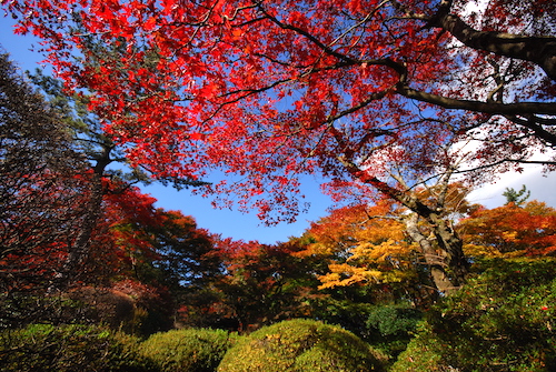 蓬莱園