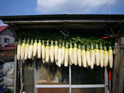 大根の葉は冷凍保存がイイ？乾燥でもOK?大根の葉にどんな栄養が？