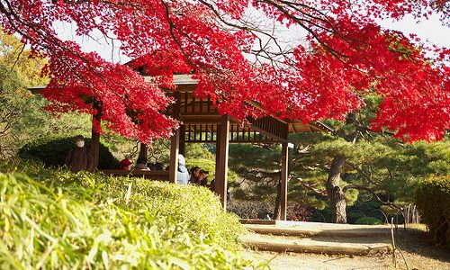 新宿御苑の紅葉 見頃の時期とブログで情報を集めてみる。