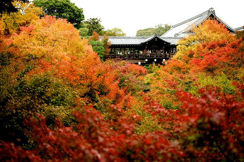 京都 東福寺の紅葉がスゴい！ライトアップで見たい！混雑状況は？