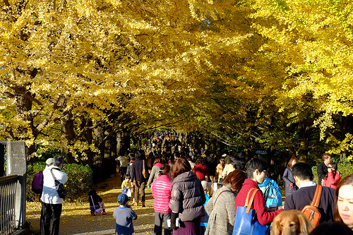 昭和記念公園 紅葉の見頃はいつ？駐車場は混雑する？ブログ見たい