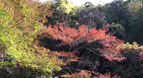 箕面の滝紅葉