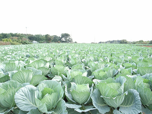 春野菜の種まき時期 最適はいつ？美味しく作る栽培方法ポイント解説