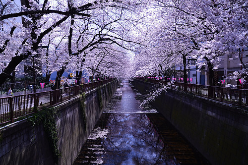 目黒川の桜で花見だ！行き方とライトアップの時期をチェックしとこ！