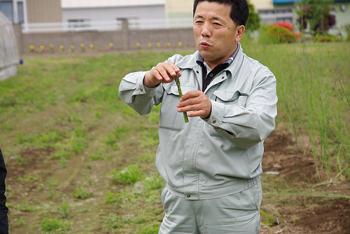 なぜアスパラガス食べると尿のにおいがキツくなるのか？