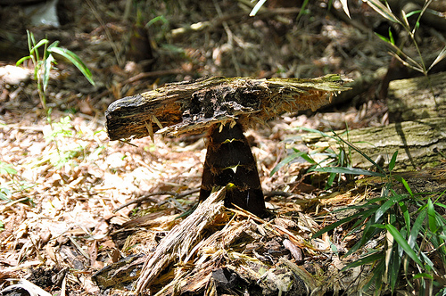 タケノコにはどんな栄養がある？驚きの効能が隠されていた!?