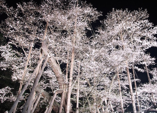 岐阜 淡墨桜の開花情報で見頃を確認！ライトアップで綺麗な桜を見に行こう！