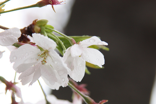 催花雨の使い方とは。季語と俳句で上手く使う時期について。