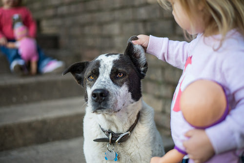 子供が犬に読み聞かせるREADプログラムのスゴい効果とは。