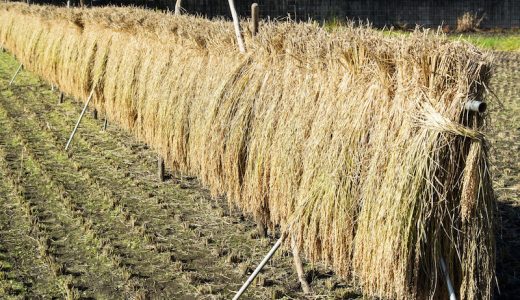 稲刈りの後ってナゼ天日に干すの!?地域で干し方や名前が違う理由は??